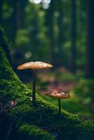 champignon croissance sur moussu arbre racine photo