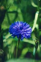 bleu bleuet dans vert herbe photo