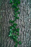 arbre écorce avec lierre croissance sur il photo