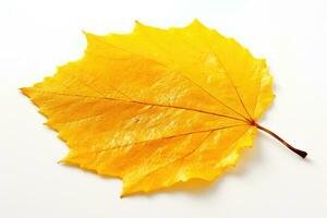 ai généré feuilles blanc Contexte vert feuilles photo