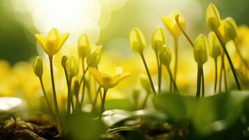 ai généré fleurs, Contexte image, fleur champ, luminosité, fraîcheur, paysage, paysage, la nature photo