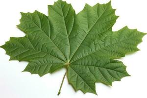 ai généré feuilles blanc Contexte vert feuilles photo