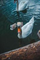 Famille de cygnes dans l'eau du lac en gros plan photo