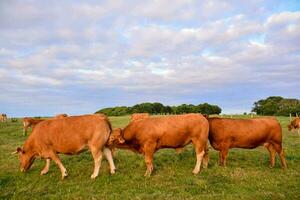 une groupe de vaches pâturage dans une champ photo