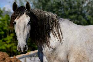 une cheval avec longue cheveux photo