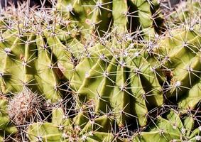 une proche en haut de une cactus plante avec beaucoup petit pointes photo