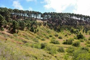 une flanc de coteau avec des arbres et herbe sur il photo