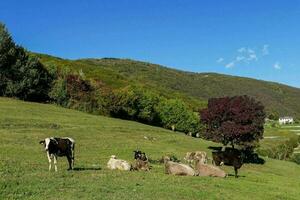 vaches pâturage sur une flanc de coteau dans le montagnes photo