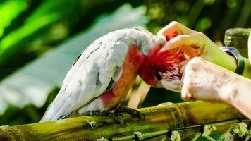 une la personne caresse une perroquet sur une en bois clôture photo