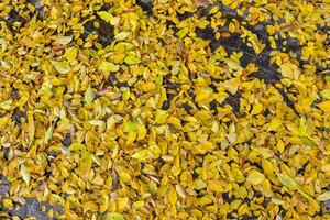 une pile de Jaune feuilles sur le sol photo