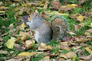 une vue de une gris écureuil dans une Londres parc photo