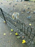 une vue de une gris écureuil dans une Londres parc photo