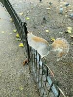 une vue de une gris écureuil dans une Londres parc photo