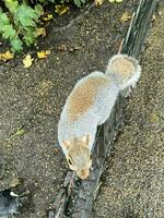 une vue de une gris écureuil dans une Londres parc photo