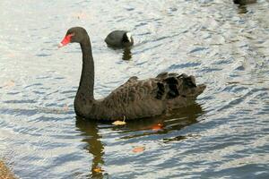 un gros plan d'un cygne noir photo