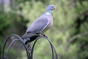 une bois Pigeon sur une perche photo