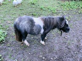 une vue de une miniature poney photo