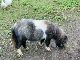 une vue de une miniature poney photo