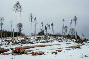 la déforestation. une catastrophe pour le environnement. photo