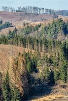 la déforestation. Coupe vers le bas des arbres sur le collines. une catastrophe pour le environnement. photo