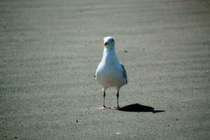 une vue de une hareng mouette photo