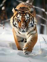 ai généré tigre dans sauvage hiver la nature. amour tigre fonctionnement dans le neige. photo