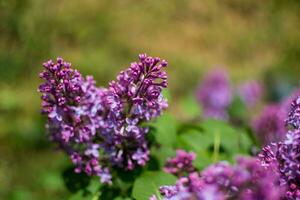 magnifique violet lilas à sprintime sur une floue arrière-plan, Syringa vulgaris photo