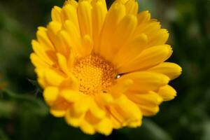 magnifique Jaune calendula officinalis fleur proche en haut dans une jardin sur une vert Contexte photo