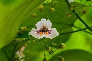 catalpa arbre avec fleurs et feuilles, catalpa bignonioides, catalpa speciosa ou cigare arbre photo