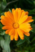 magnifique Orange calendula officinalis fleur proche en haut dans une jardin sur une vert Contexte photo