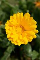 magnifique Jaune calendula officinalis fleur proche en haut dans une jardin sur une vert Contexte photo