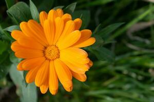 magnifique Orange calendula officinalis fleur proche en haut dans une jardin sur une vert Contexte photo