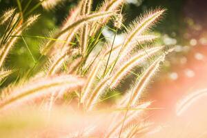herbe fleur champ dans le matin, asiatique pays, blanc herbe fleurs réfléchir Jaune lumière dans le Matin photo