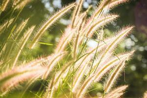 herbe fleur champ dans le matin, asiatique pays, blanc herbe fleurs réfléchir Jaune lumière dans le Matin photo