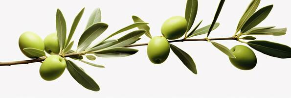 ai généré olive arbre bifurquer, vert Olives et feuilles sur blanc Contexte. ai généré. photo