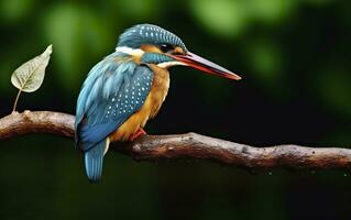 ai généré le commun martin-pêcheur marécages oiseau coloré plumes de différent des oiseaux. génératif ai photo