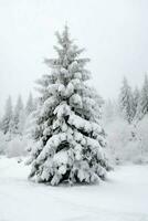 pin des arbres ou décoré Noël arbre couvert par neige sur magnifique l'hiver. Noël thème en plein air par ai généré photo