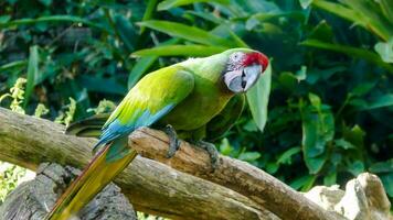 une vert perroquet séance sur une branche dans une zoo photo