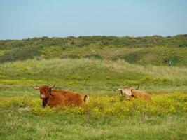 l'ile de langeoog photo