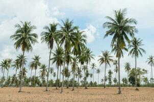 noix de coco paume des arbres et manioc plantation photo