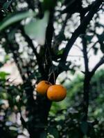 oranger dans le jardin photo