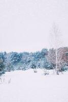 paysages. congelé hiver forêt avec neige couvert des arbres. photo