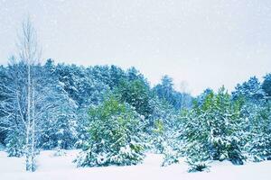 hiver forêt avec neige. Noël Contexte. Naturel paysage. couvert gel des arbres. magique hiver forêt. en plein air photo