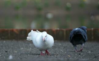 très mignonne pigeons à local Publique parc de Angleterre photo