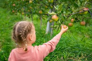 peu fille cueillette fruit dans un Pomme plantation dans Sud Tyrol, san Pietro ville dans Italie photo