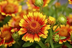 ai généré gaillardia ou couverture fleur. brillant et coloré nuances de chaud tons. ai généré photo