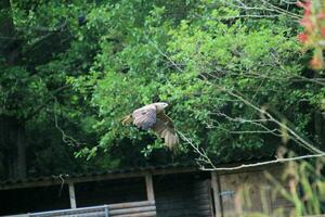 une vue de une rouge cerf-volant photo