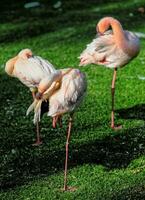 Trois flamants roses permanent sur le herbe dans le Soleil photo