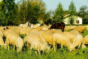 une troupeau de mouton pâturage dans une champ photo