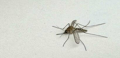 moustique isolé sur blanc papier Contexte aedes aegypti moustique. proche en haut une moustique paludisme photo